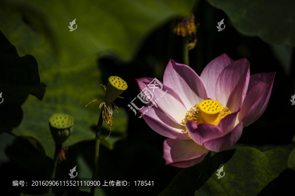 荷花
