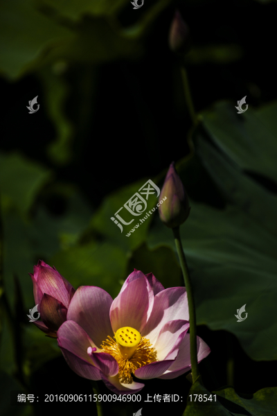 荷花