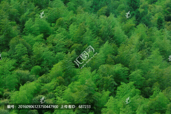 黃山風(fēng)光,竹海,植物背景