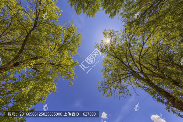 樹梢