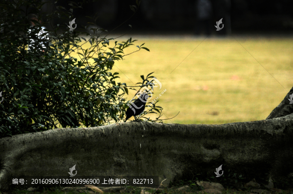 大樹,烏鴉