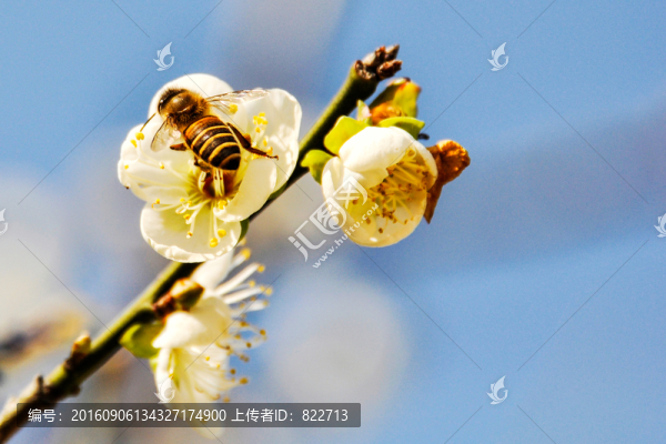 蜜蜂,梅花