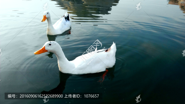 西湖的白天鵝