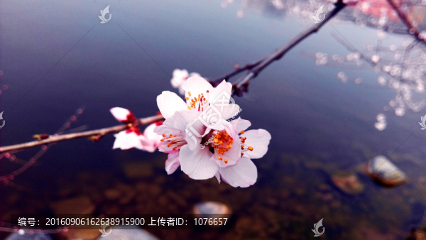 梅花