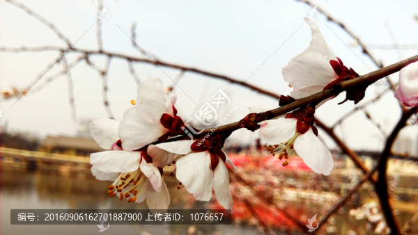 梅花