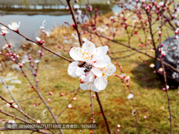 梅花