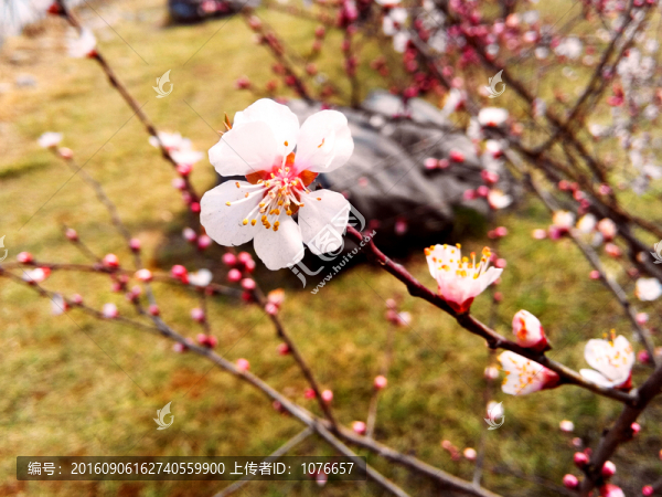 梅花