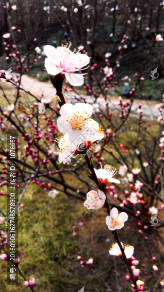 梅花