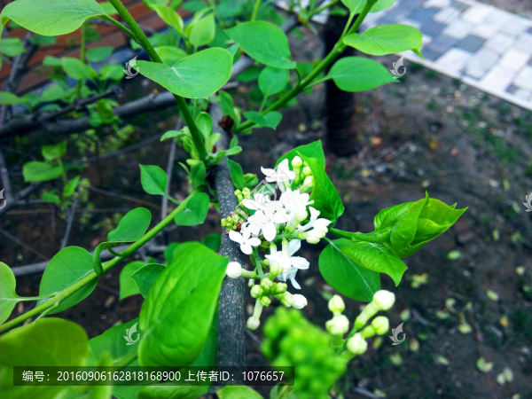 小白花