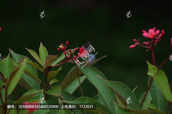 野花