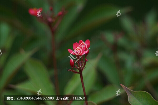 琴葉珊瑚