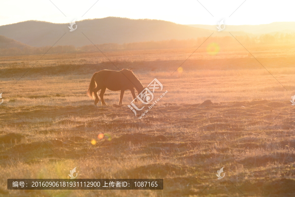 牧馬