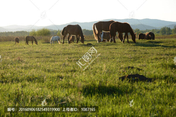 牧馬