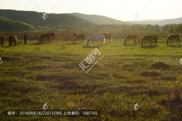 牧馬