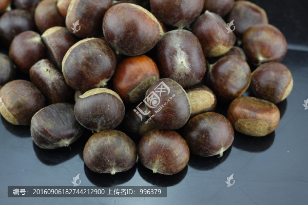 生板栗生毛栗原圖無PS