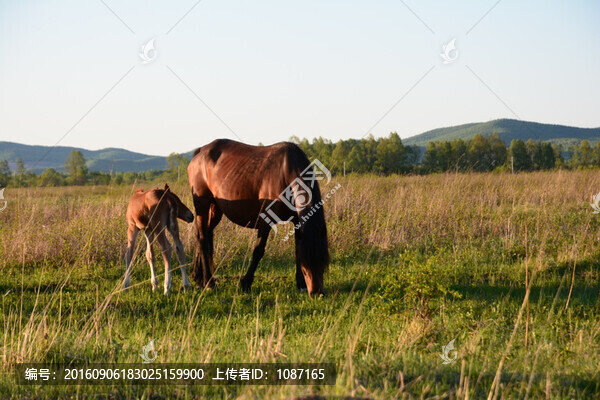牧馬