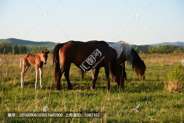 牧馬