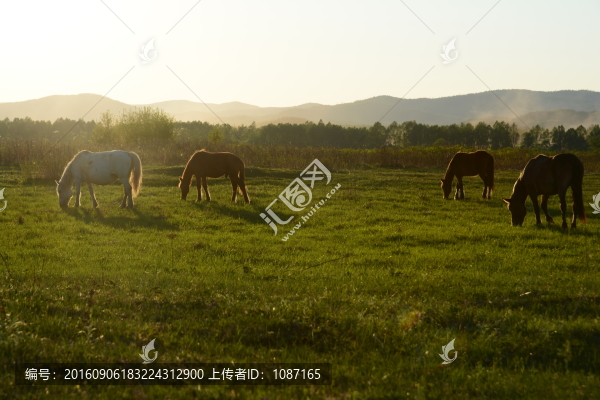 牧馬