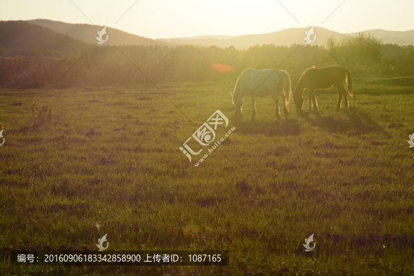 牧馬
