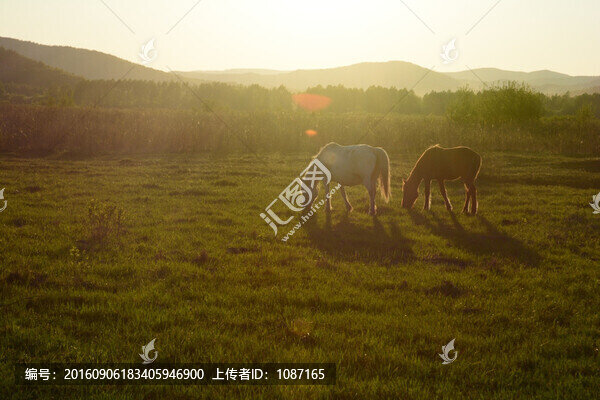 牧馬