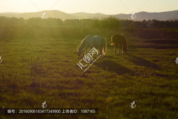 牧馬