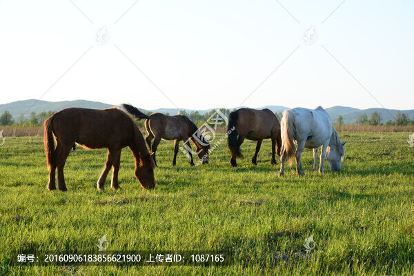 牧馬