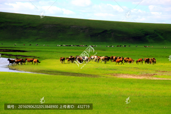 夏季草原牧場(chǎng)馬群