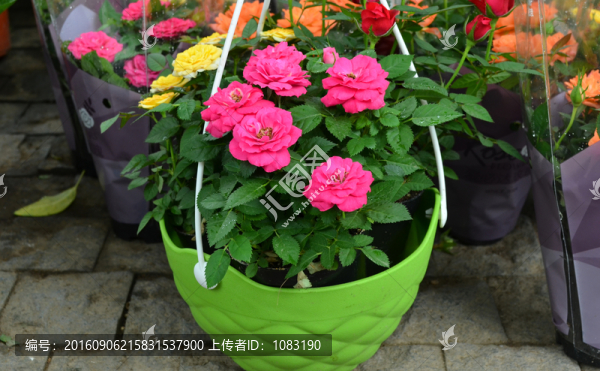 月季玫瑰