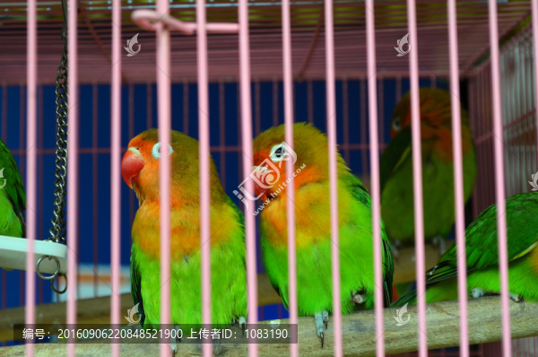 鳥籠鸚鵡