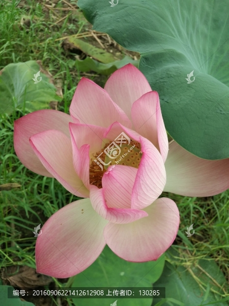 荷花
