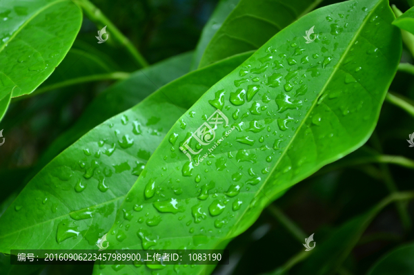綠葉水珠
