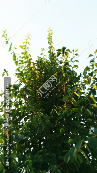 梨子樹