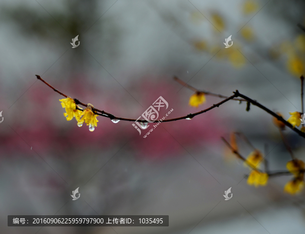 臘梅