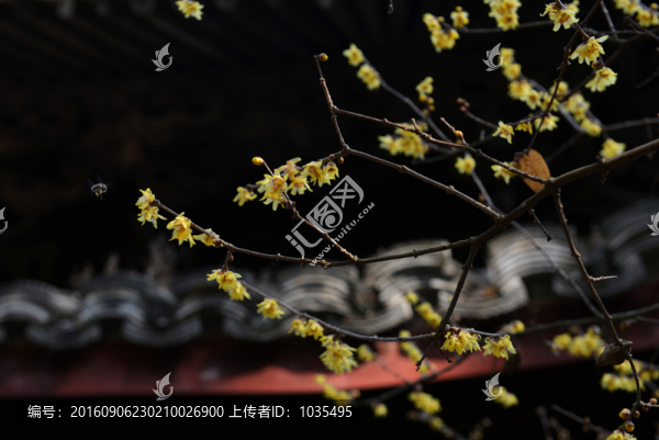 臘梅花