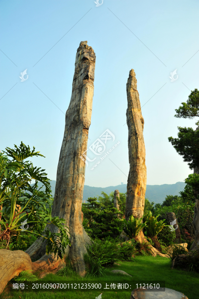 深圳仙湖植物園神奇的古化石林