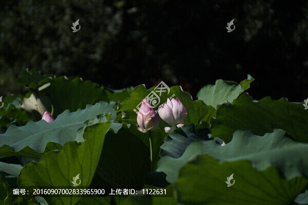荷花