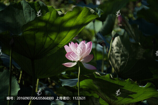 荷花