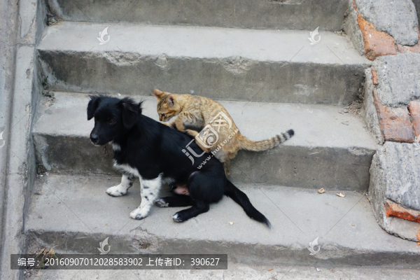 石階上的貓和狗