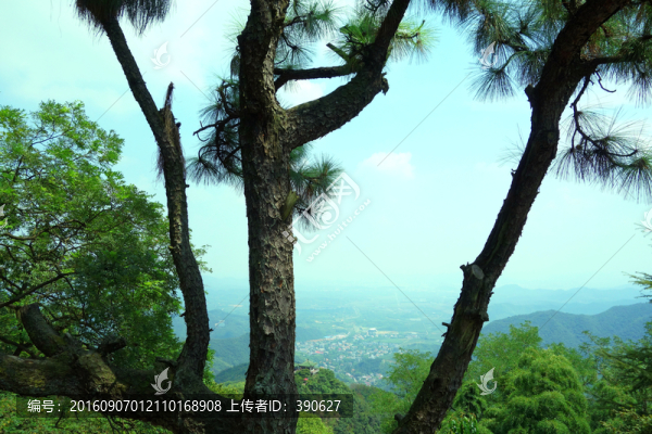 松樹,遠(yuǎn)山,藍(lán)天,日暮