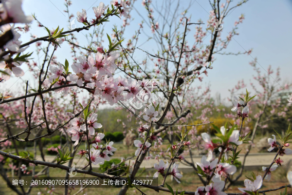 桃園,果園,桃花盛開
