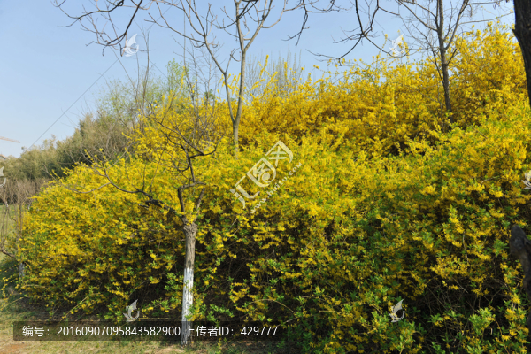 春天連翹,連翹開(kāi)花