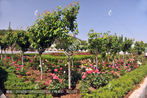廠區(qū)風(fēng)景,,花園式廠區(qū)