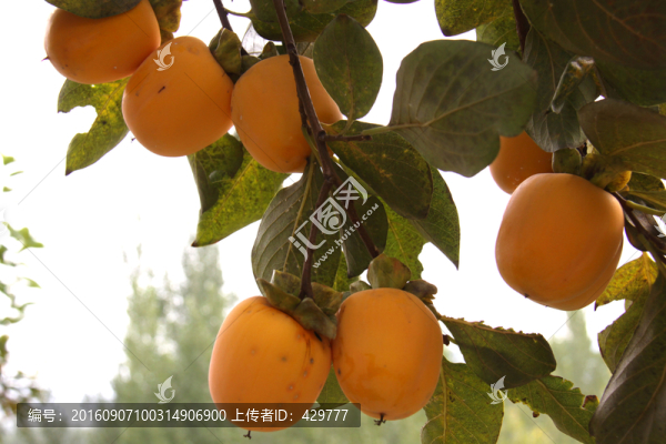 秋天柿子,柿子成熟