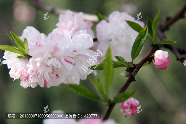 復(fù)色桃花