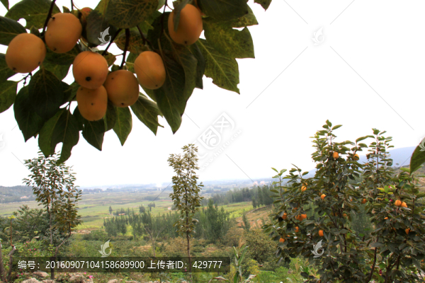 果園,,果樹,,柿子樹