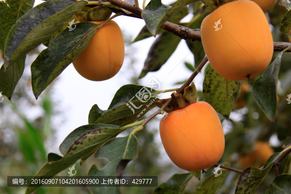柿子,柿子樹