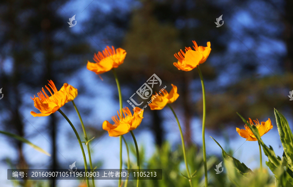 金蓮花