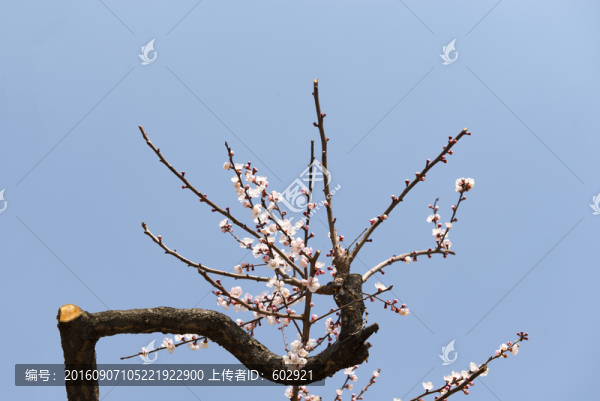 杏花初綻
