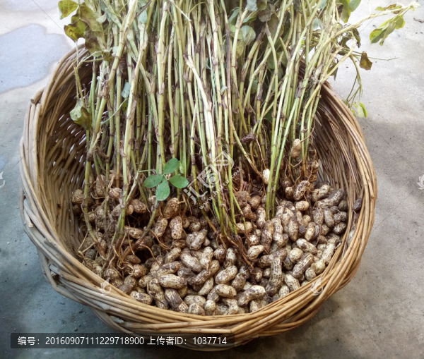 新鮮花生