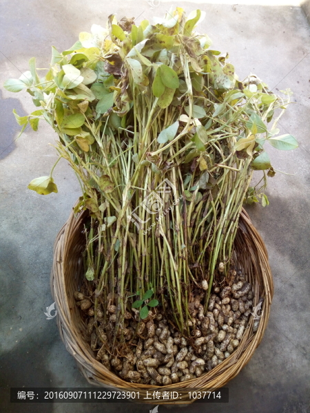 新鮮花生